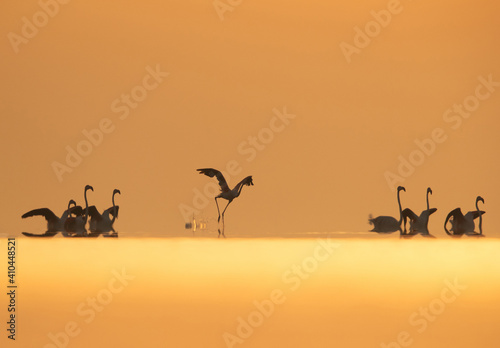 Dramatic hue and Greater Flamingos takeoff at Asker coast during sunrise  Bahrain