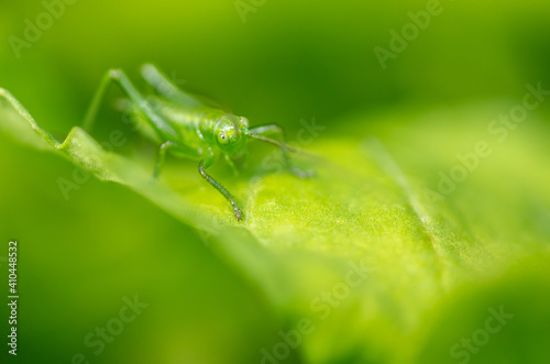 Green grasshopper on plant leaves.