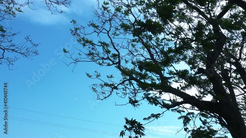 trees in the forest and blue sky