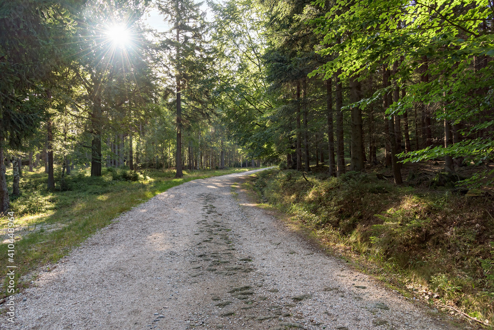 Fototapeta premium Dirt path through the forest in Giant mountains