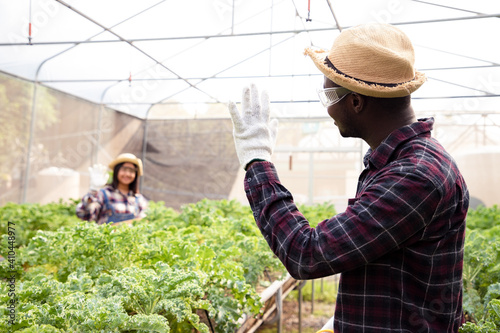 African American farmer with young girl using tablet for checking fresh young kale cabbage, organic hydroponic vegetable in greenhouse garden in nursery farm. Successful Business and market concept.