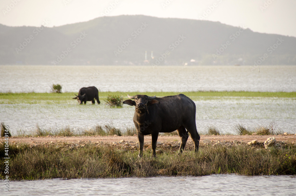 Water buffalo eating the grass in Songkhla Lake. Songkhla, Tailand Water buffalo eating the grass in Songkhla Lake. Songkhla, Tailand