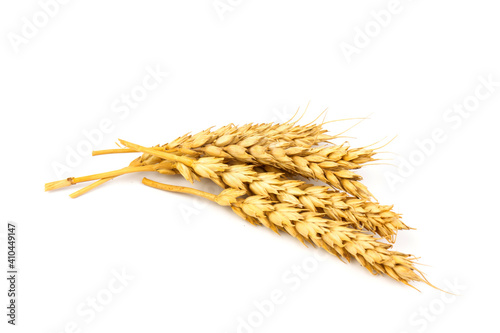 Spikelets of golden wheat,  isolated on white  background