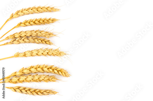 Spikelets of golden wheat, isolated on white background