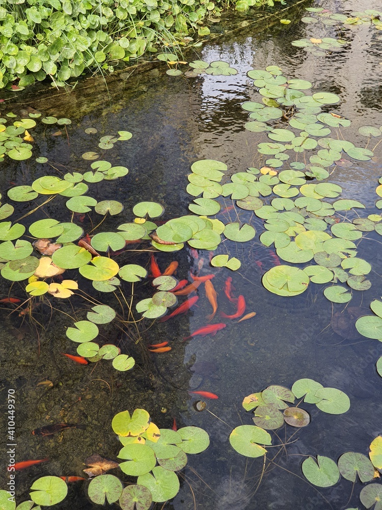 fish and lilies in the pond fish and lilies in the pond