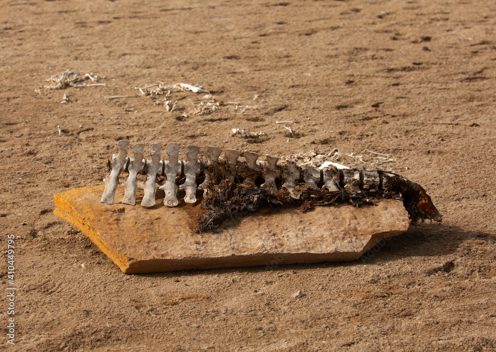 Fototapeta premium Bones of Dugong collected and kept on display at Hawar island, Bahrain