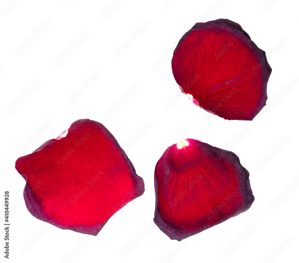 Red rose petals isolated on a white