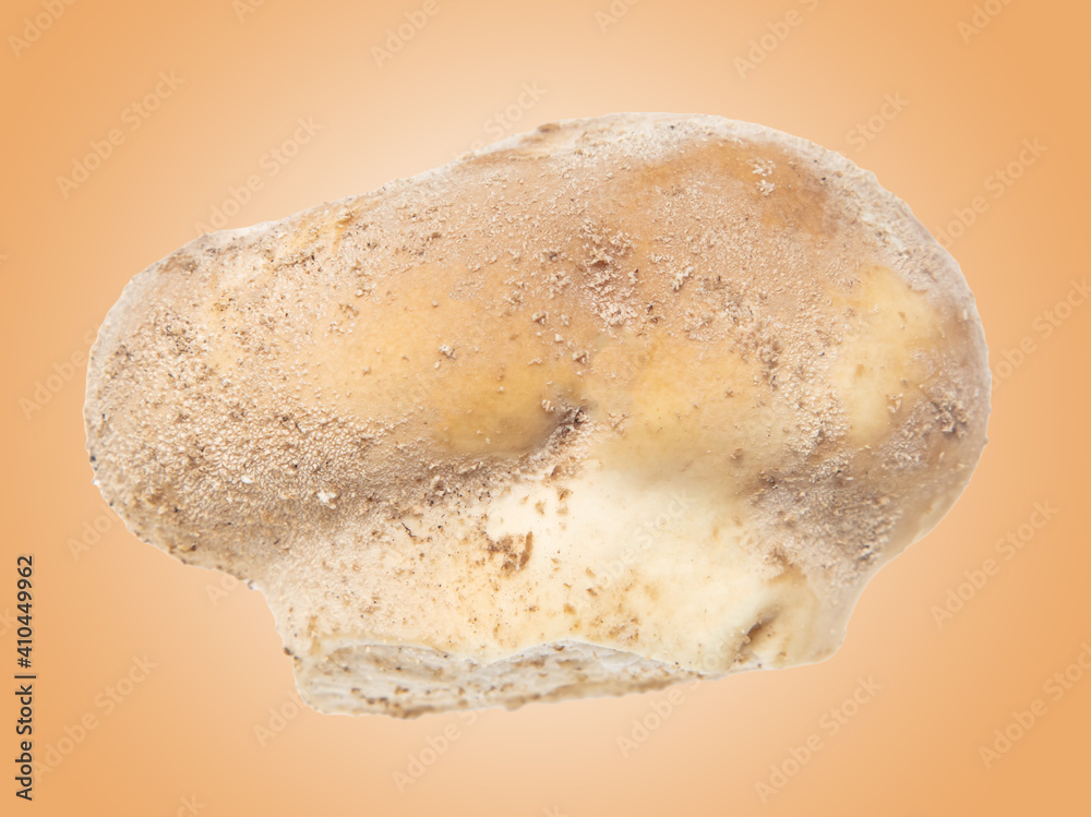 Close-up of a mushroom slicker isolated on brown Close-up of a mushroom slicker isolated on brown