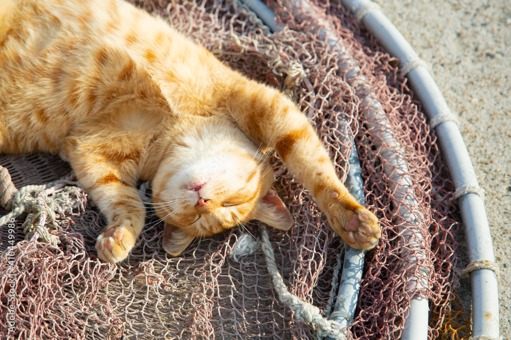 Obraz premium だらだら居眠りする猫