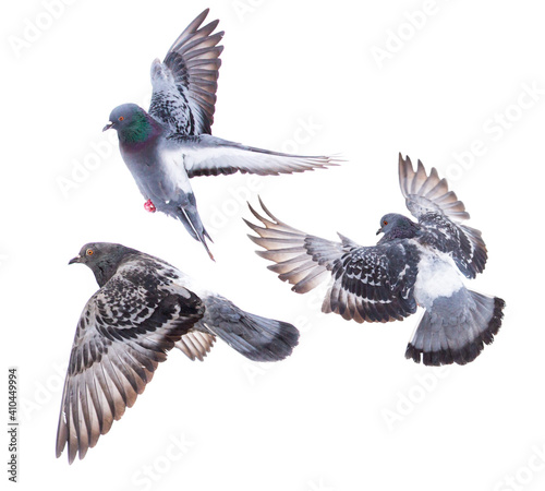 Doves in flight isolated on white