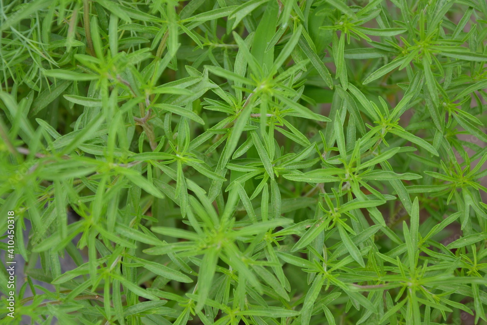 Savory plant in vegetable garden. Organic fresh herb. Savory leaves defocused background. Satureja Hortensis herb plant.