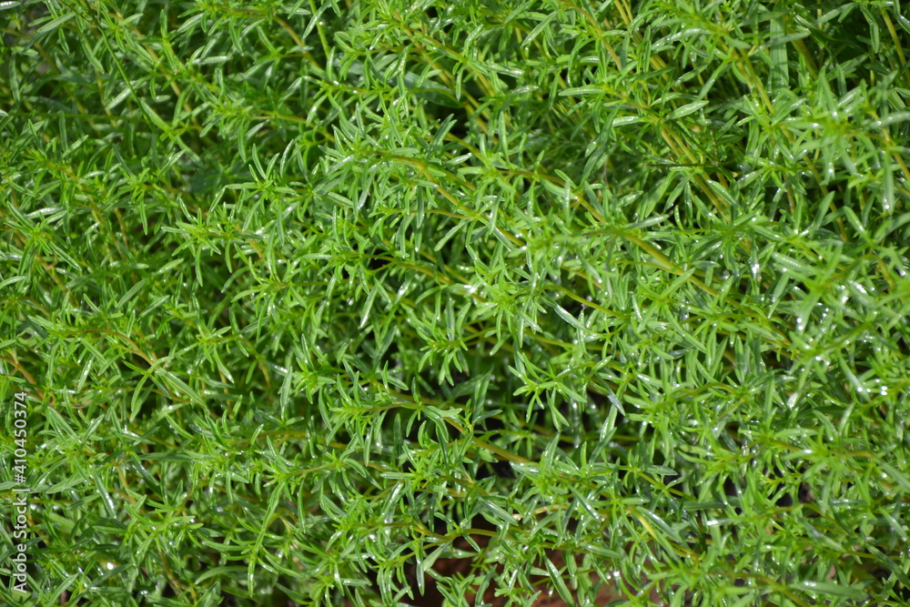 Savory plant in vegetable garden. Organic fresh herb. Savory leaves defocused background. Satureja Hortensis herb plant. Savory plant in vegetable garden. Organic fresh herb. Savory leaves defocused background. Satureja Hortensis herb plant.