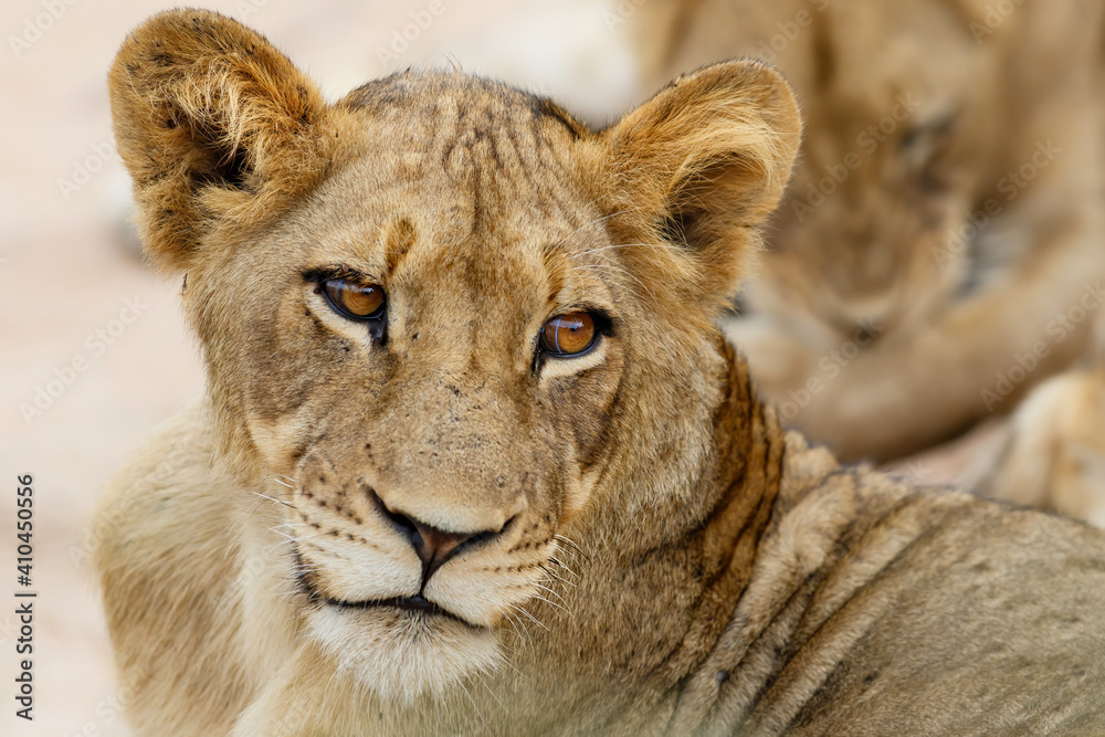 Portrait of a young Lion in Manyeleti Game Reserve in the Greater Kruger Region in South Africa Portrait of a young Lion in Manyeleti Game Reserve in the Greater Kruger Region in South Africa