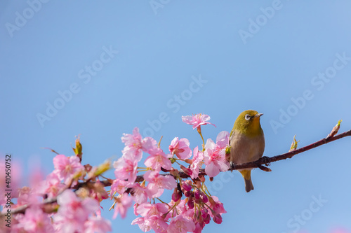Photography Japanese White-eye With Cherry Blossoms(Japanese Name Is Kawazu-zakura) At Shibu
