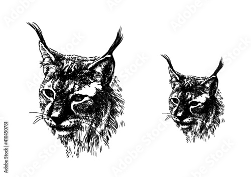 head of lynx
