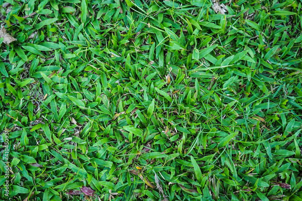 Top view of green artificial grass in outdoor garden. Green Grass for Background Texture. Golf Course Green lawn for background texture. Top view of green artificial grass in outdoor garden. Green Grass for Background Texture. Golf Course Green lawn for background texture.