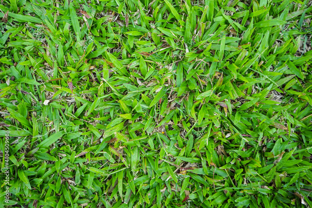 Top view of green artificial grass in outdoor garden. Green Grass for Background Texture. Golf Course Green lawn for background texture. Top view of green artificial grass in outdoor garden. Green Grass for Background Texture. Golf Course Green lawn for background texture.