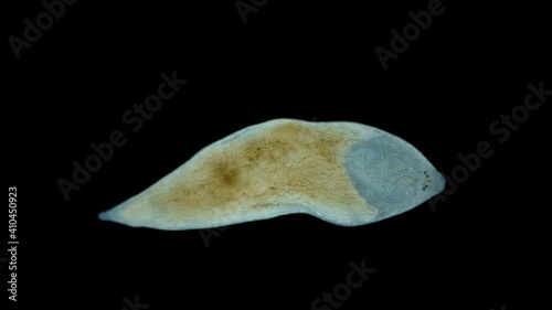 flatworm Plagiostomum lemani under the microscope, class Turbellaria, Platyhelminthes Phylum. Lives in fresh water. Sample found in the Volga River photo