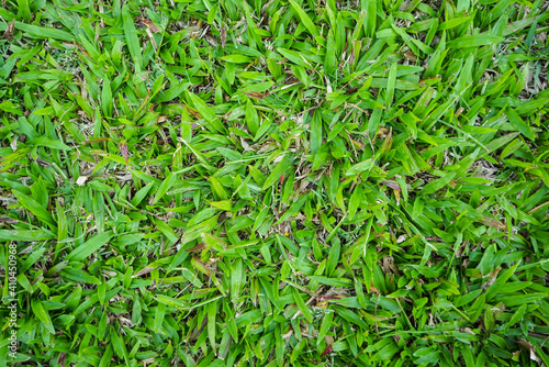 Top view of green artificial grass in outdoor garden.    Green Grass for Background Texture. Golf Course Green lawn for background texture. © somchai