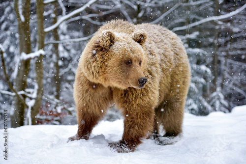 Brown bear (Ursus arctos) in winter forest. Snowfall. Natural habitat