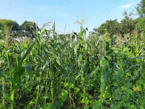 Corn Maize Agriculture Nature Field in blue sky background. Green corn field against blue sky, agricultural crop, corn cobs. Maize also known as corn. Field Rural Farm. Green Maize Plants in India. 