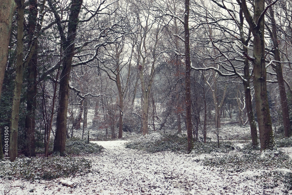 Fototapeta premium Snowy forest path