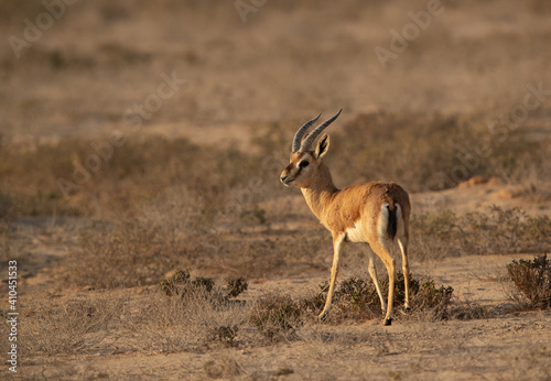 Portrait of a Arabian Rheem Gazelle at Hawar island of Bahrain