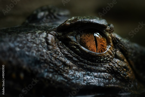 Cuvier's Smooth-fronted Caiman - Paleosuchus palpebrosus, eye detail of small South American crocodile, Brazil.