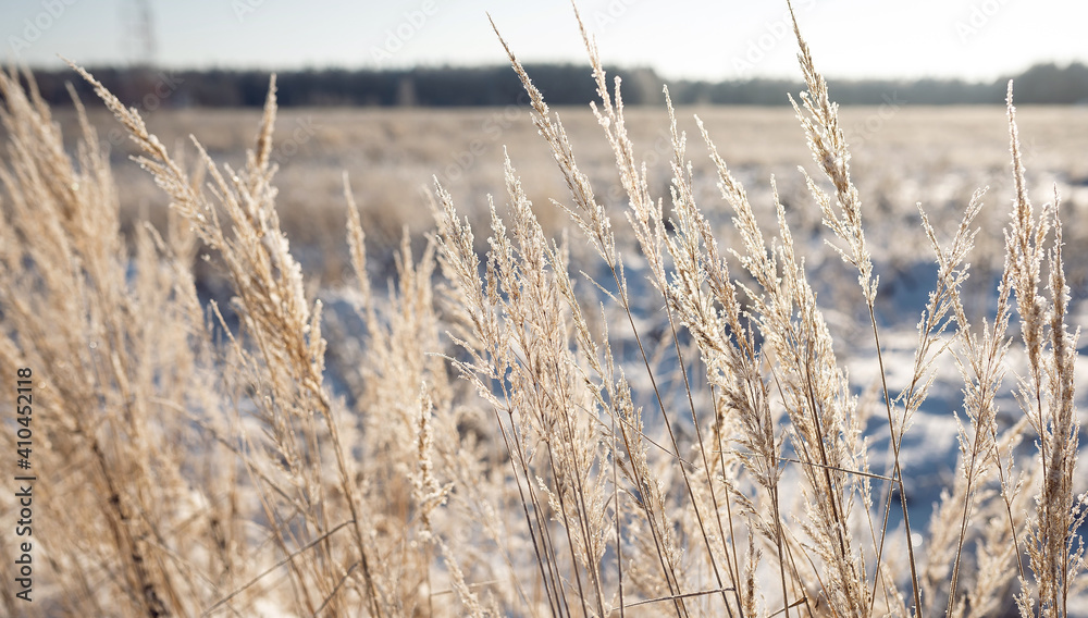 Fototapeta premium Frozen spikelets on a snowy winter wheat field