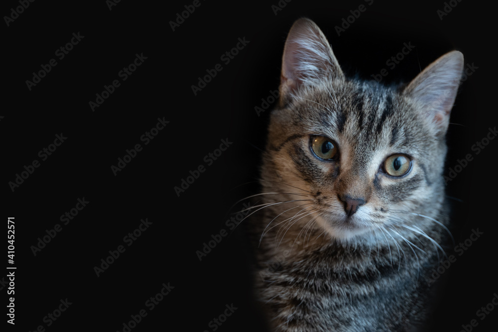 Striped cat in a collar looks to the camera on a black background