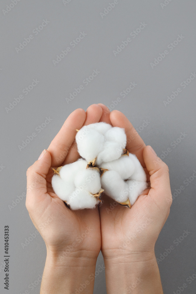 Top view of fluffy cotton flowers in female hands over grey background. Top view of fluffy cotton flowers in female hands over grey background.
