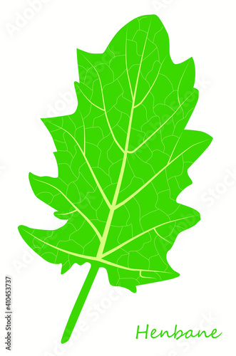 Botanical drawing henbane leaf