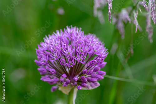 Allium hollandicum flowering springtime plant, group of purple persian ornamental onion flowers in bloom