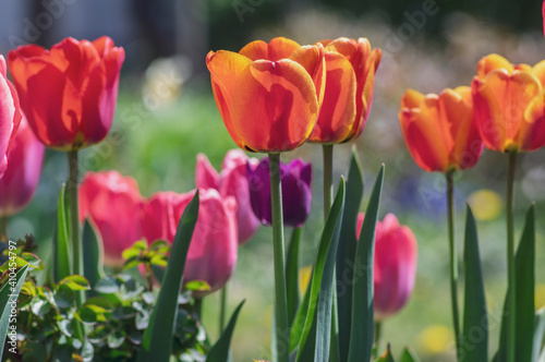 Amazing garden field with tulips of various bright rainbow color petals, beautiful bouquet of colors in sunlight daylight