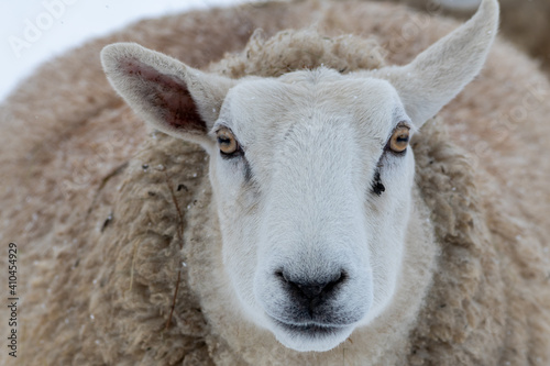 A close up of a large domestic woolly sheep that is staring with its eyes open wide and its ears sticking upwards against a snowy background.  The ewe has a large thick coat of wool with bits of dirt.