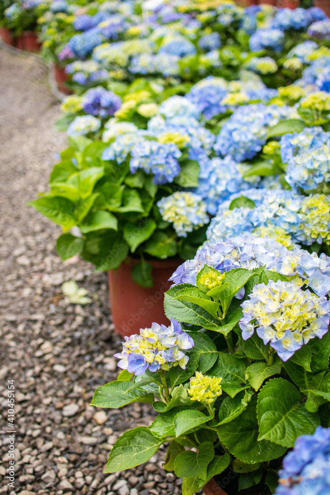 The colorful hydrangea is in full bloom The colorful hydrangea is in full bloom