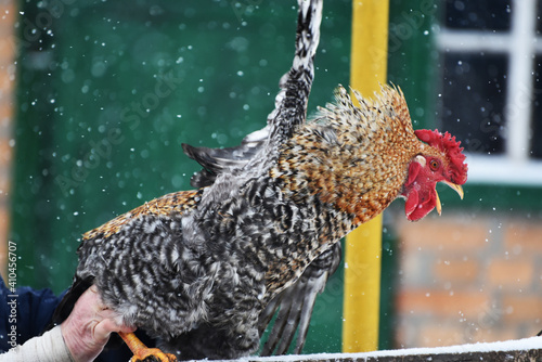 Crazy rooster outdoors,snowy nature in farm photo