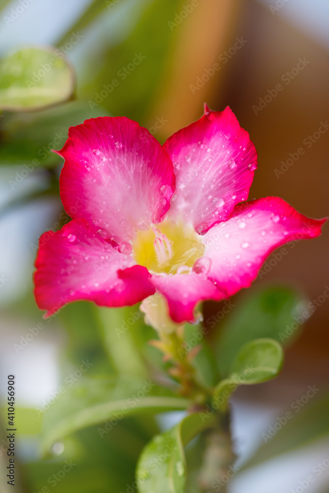 Fototapeta premium Close-up by macro lens of water drops after rain in morning on Adenium obesum is blooming, selective focus shot at water drops, vertical view.