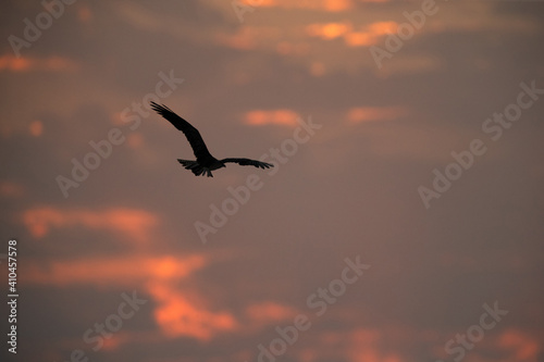 Osprey flying at Hawar island of Bahrain during sunset