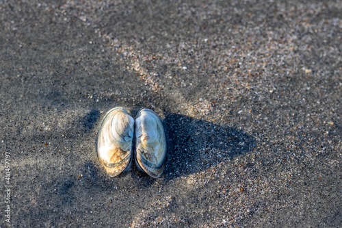 a cockle shell on the beach photo