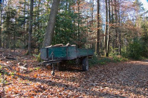 Ein Anhänger mit geschlagenem Holz im Herbstwald - A trailer with felled wood in the autumn forest