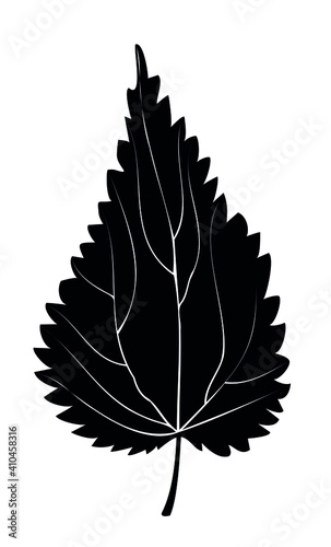 Black and white nettle leaf on white background