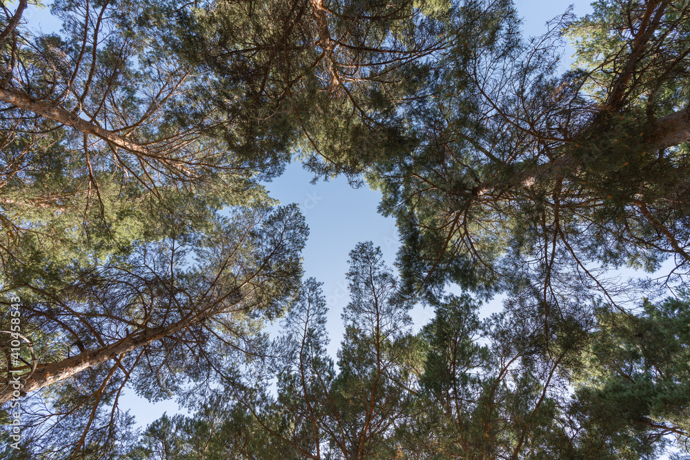 Fototapeta premium tops of a pine forest