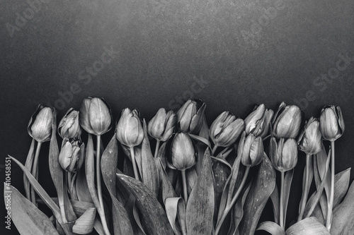Ramo de tulipanes sobre papel. Imagen en blanco y negro.