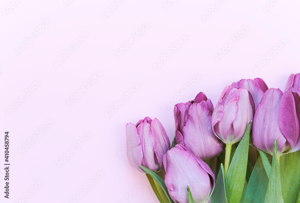 Fototapeta premium Ramo de tulipanes de color morado sobre papel rosa.