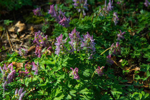 Corydalis solida, Gefingerter Lerchensporn, Papaveraceae, Mohngewächse, Rhoeadales