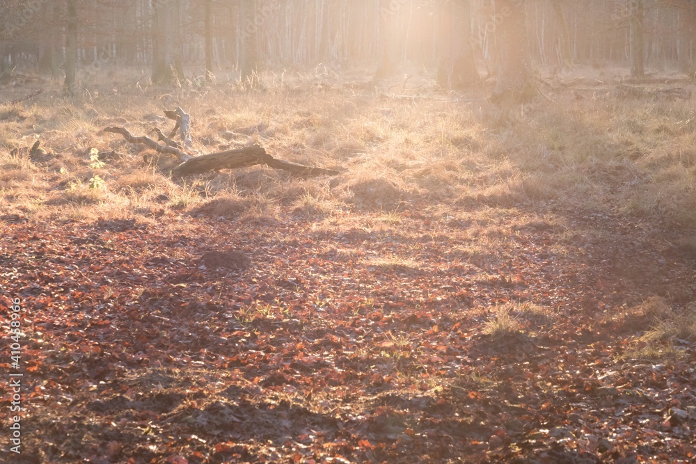 Lonely forest clearing with tree trunk in autumn twilight sun. Soul of nature environment is symbol for hope life and healing. Also dignified obituary resurrection image showing silence and peace Lonely forest clearing with tree trunk in autumn twilight sun. Soul of nature environment is symbol for hope life and healing. Also dignified obituary resurrection image showing silence and peace