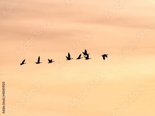 A silhouette image of a group of Canadian Geese flying into a beautiful, late day colored sky.