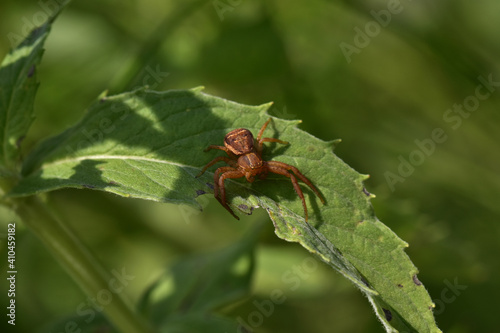 Czerwony pająk © Jacek Boroń