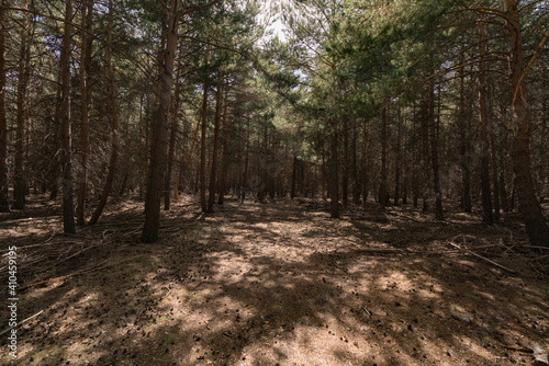 pine forest in Sierra Nevada in southern Spain photo